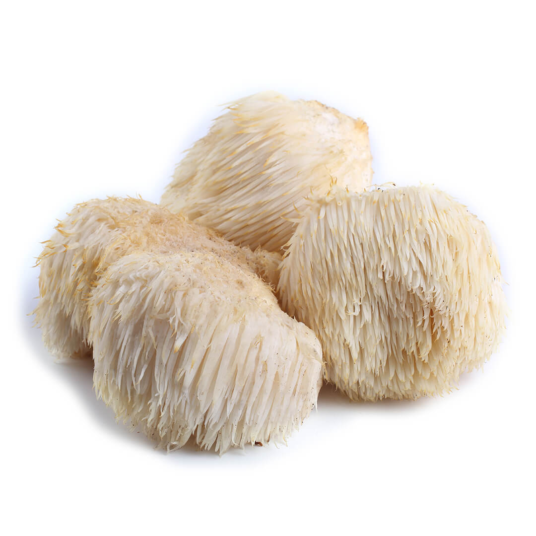 Melena de León Orgánico 100 gr