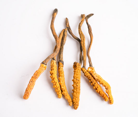 Cordyceps Orgánico 100 gr