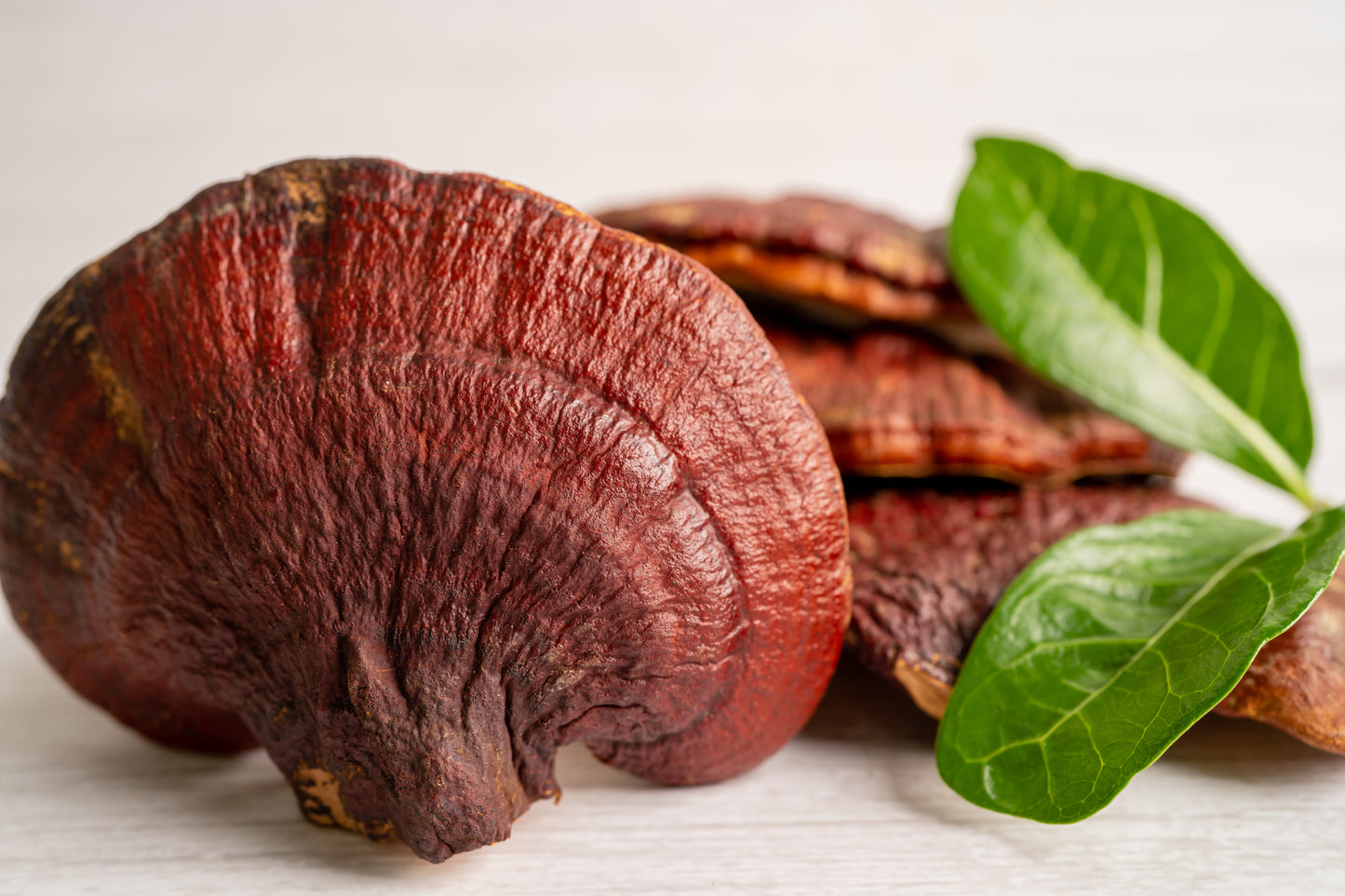 Reishi Orgánico en Polvo 100g
